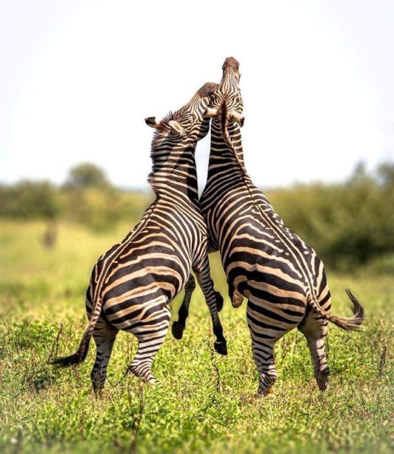 3-day-2-nights-mikumi-national-park-by-sgr-train_9Np4k