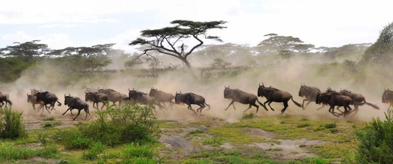 4-Days-Tarangire-National-Park-Safari
