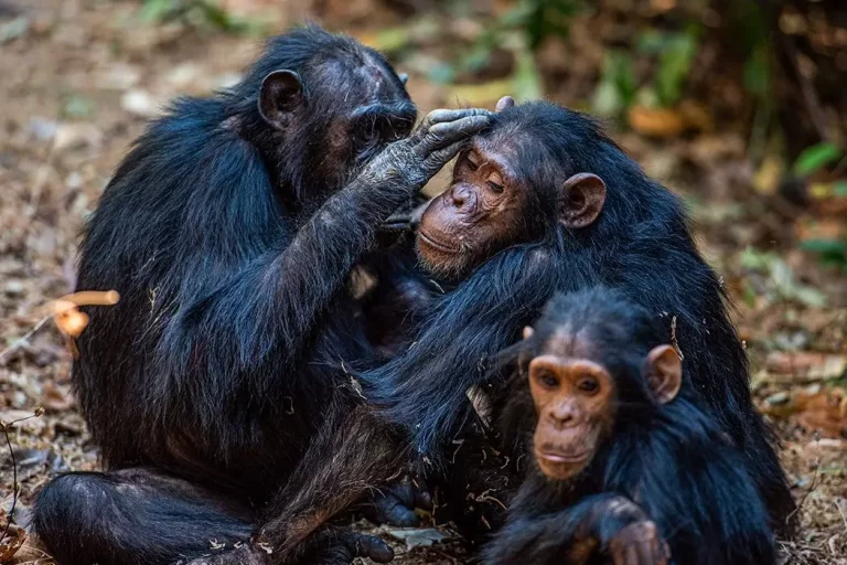 872218759_Gombe National Park