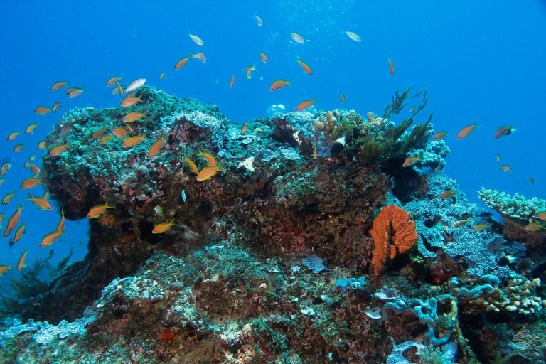 Coral-Bommie-with-goldies-2