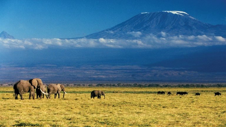 Elephants-and-mount-kilimanjaro