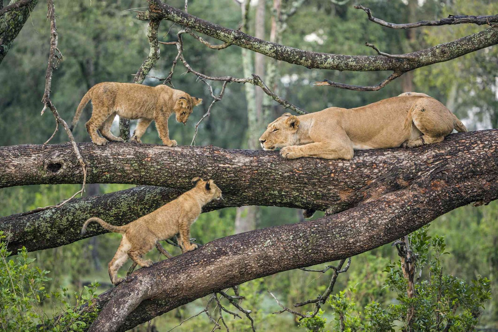 LAKE-MANYARA-NATIONAL-PARK