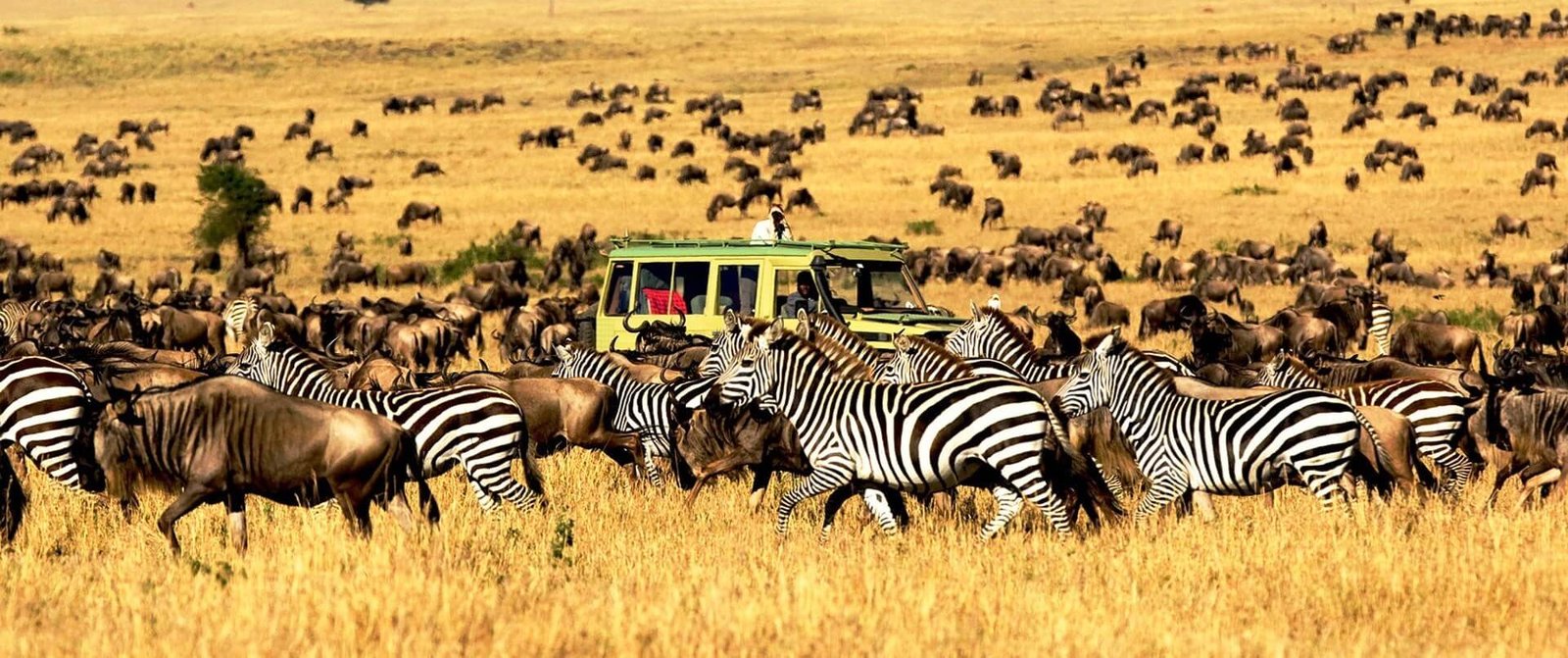 Serengeti-National-Park-1-1