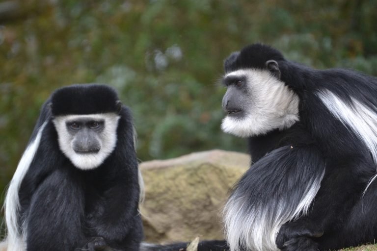 colobus-monkey-957152_1280