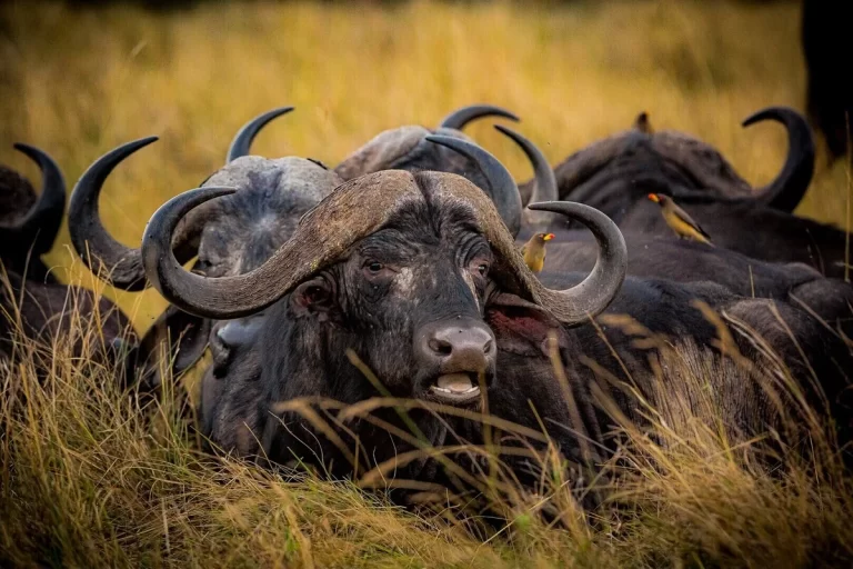 image_processing20211013-10-ick1st