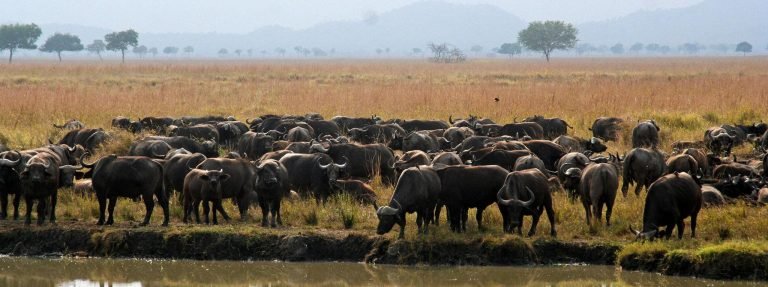 mikumi-national-park-buffalo-herd