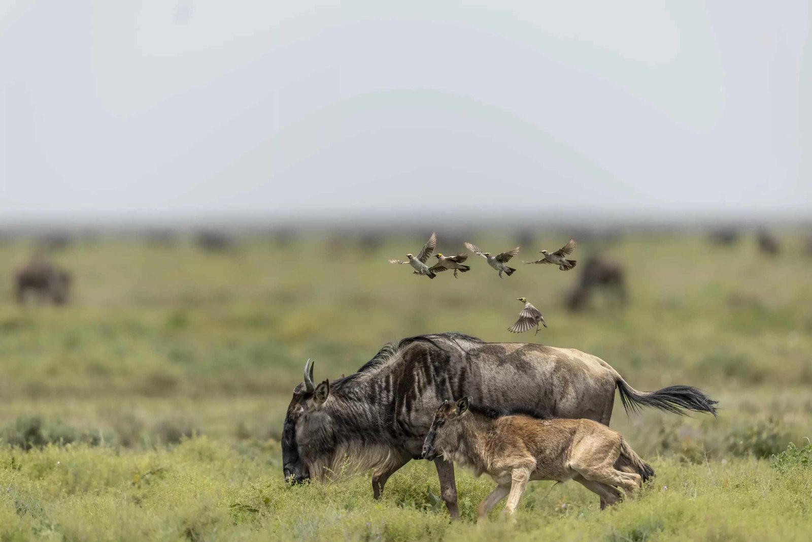 ndutu migration