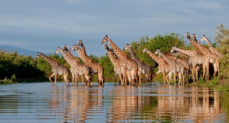 sand-rivers-selous-wildlife-giraffe-river-reflections