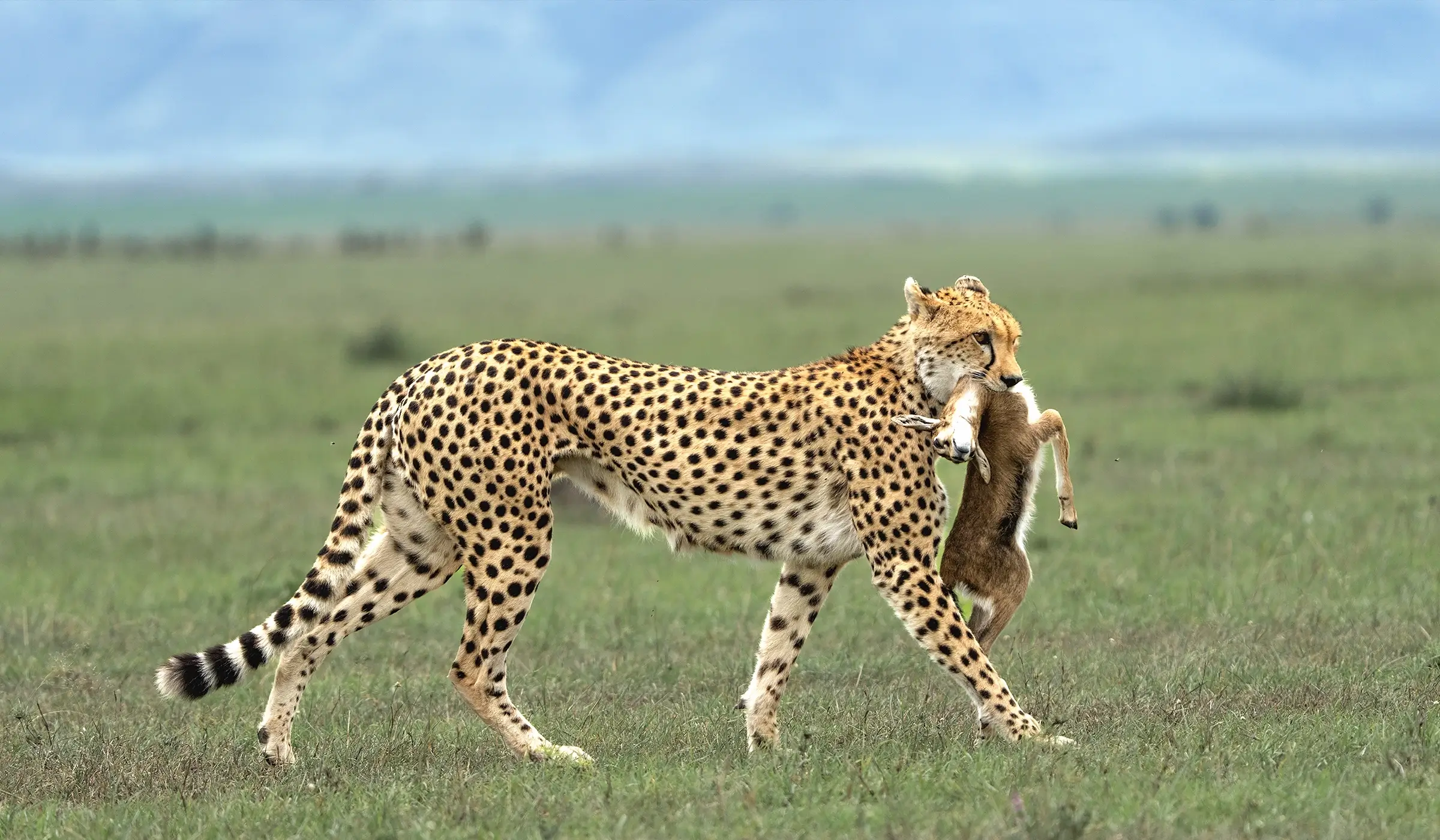 serengeti-national-park-1