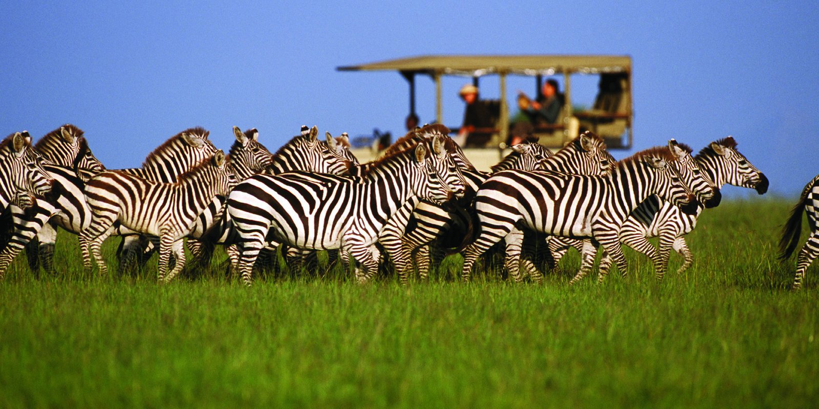 serengeti-safaris-tanzania-wildlife-adventures