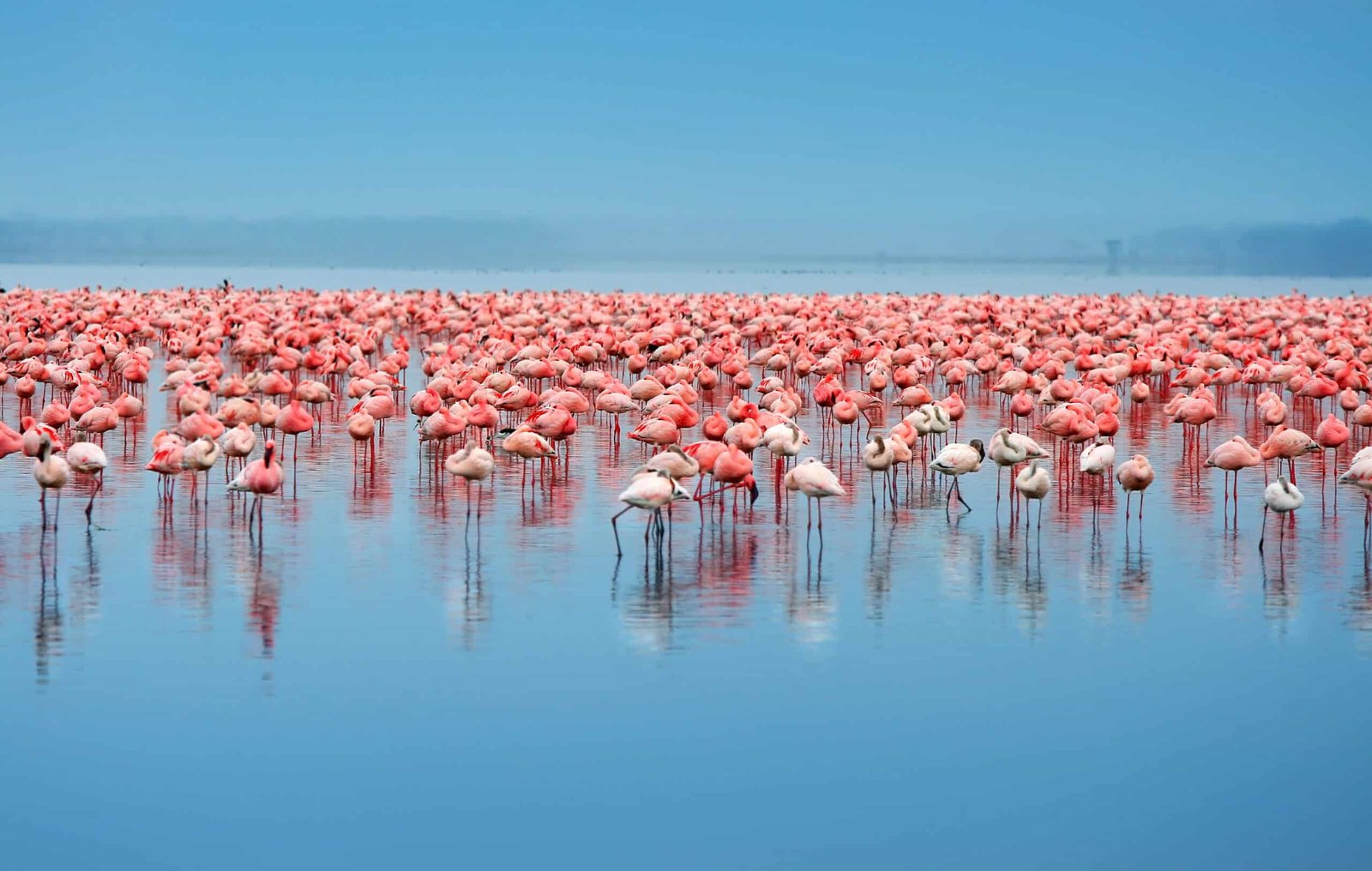 A-Flamboyance-of-Flamingos-in-Lake-Eyasi-Easy-Travel-Tanzania-scaled-1